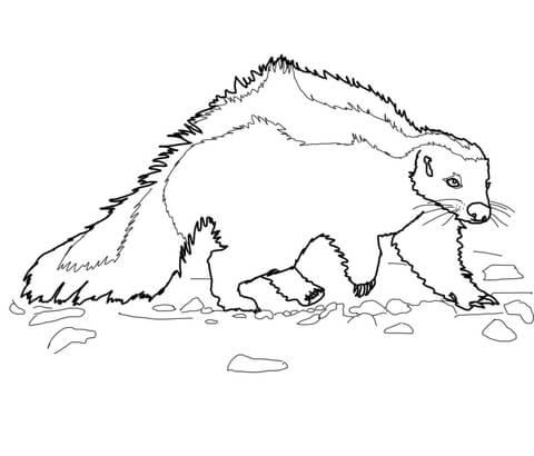 Hog Nosed Striped Skunk Coloring Page